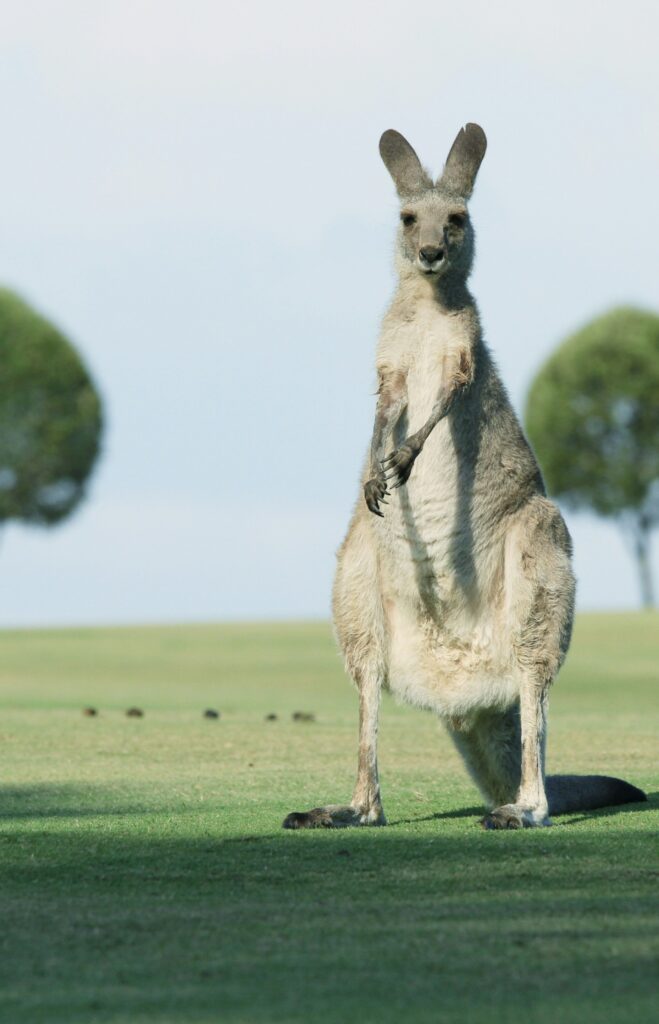 Australian Bodycare